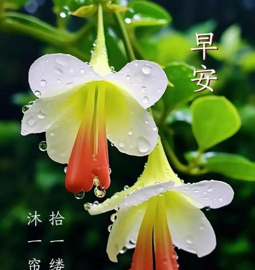 哪些花象征着顺遂和平安？