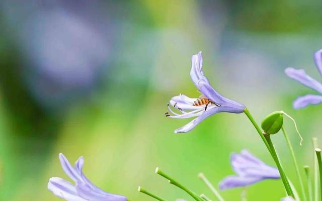 蓝色的花蓝精灵寓意和象征是什么？