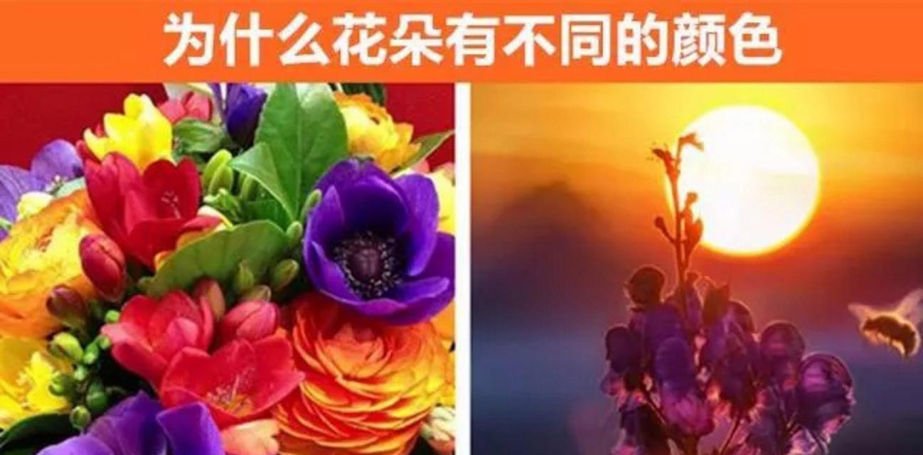 花的配色有哪些特别含义？