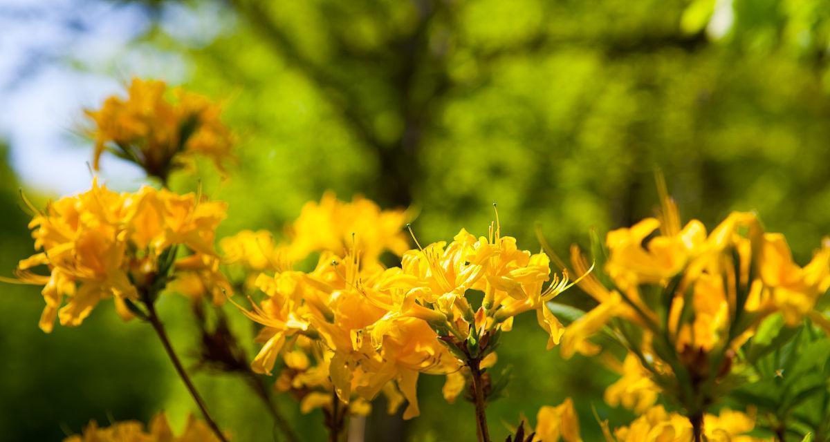 黄色杜鹃花代表了什么？
