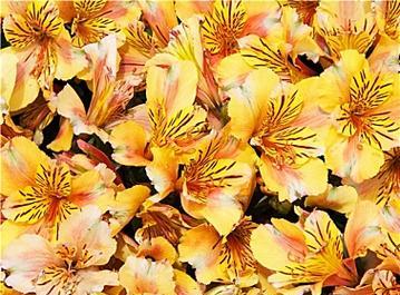 黄色杜鹃花代表了什么？