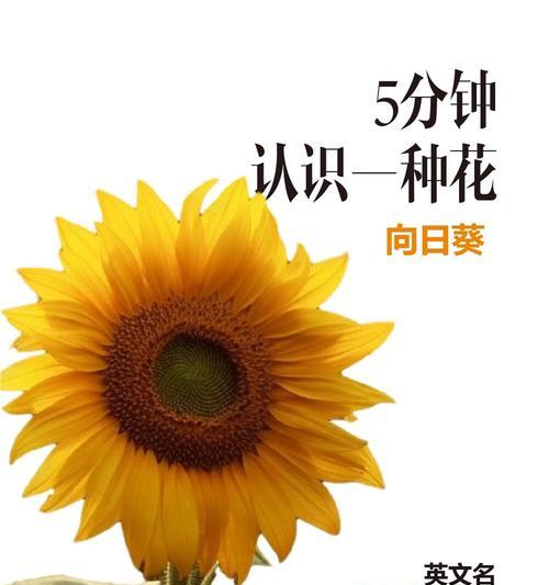 哪种花象征健康和希望？象征健康希望的花有哪些？
