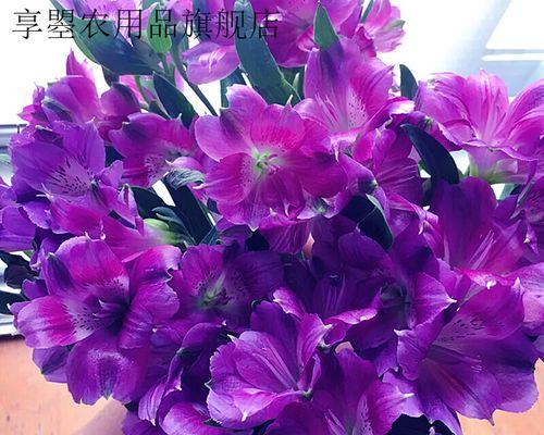 紫色百合花象征什么？了解紫色百合的深层含义？