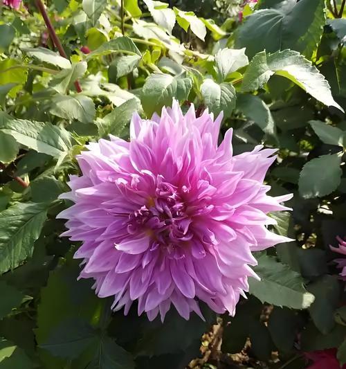 大丽花七色花代表什么？七色大丽花的寓意是什么？