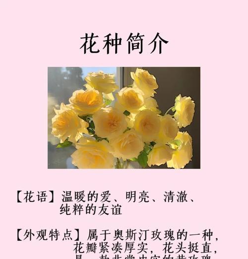 白黄色手捧花代表什么？它们在庆祝场合中的意义是什么？