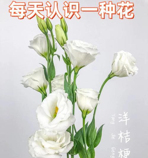 哪种花的花语是快乐？快乐象征的花有哪些？