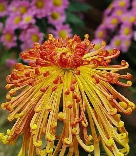 哪种花象征着高风亮节？它的寓意是什么？