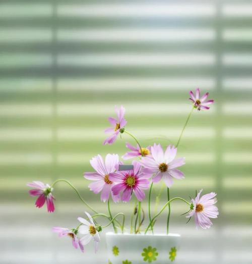 哪种花寓意希望找到幸福？它的花语是什么？