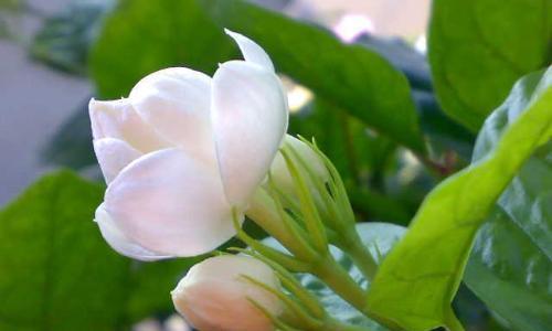 节约的花语是什么？如何通过花表达节约理念？