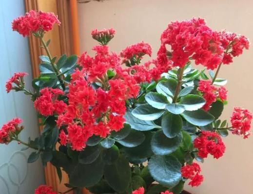 哪些花象征康复和健康？