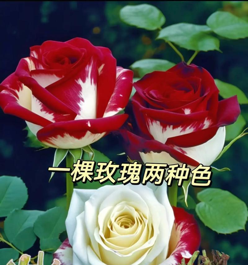不同颜色花搭配有何特别含义？