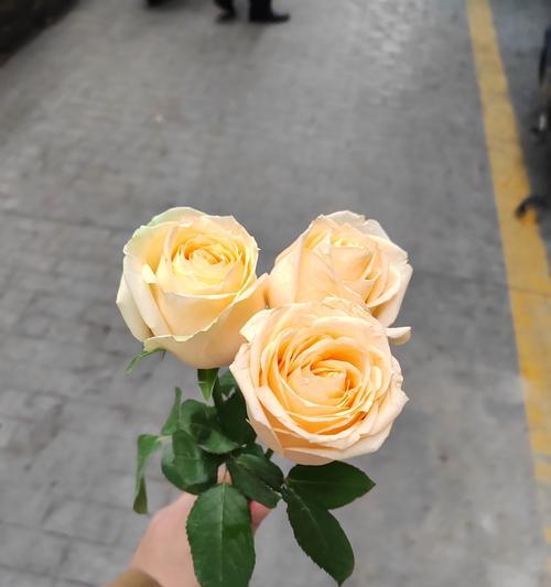 哪种花象征初恋且没有香味？白色花的花语是什么？