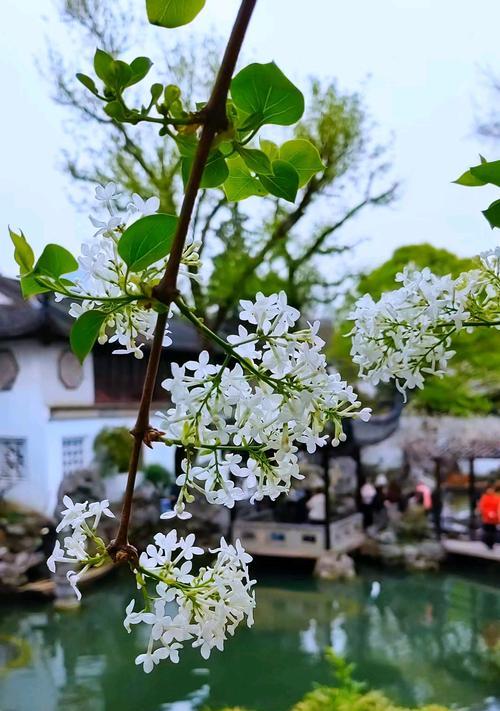 哪种花象征初恋且没有香味？白色花的花语是什么？
