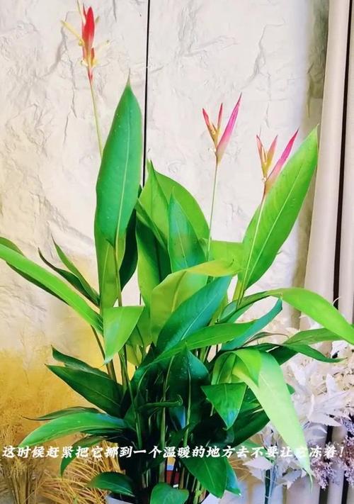 什么鸟象征富贵花？它的寓意是什么？