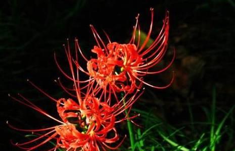 棉绸红色的花语是什么？它们代表了什么？