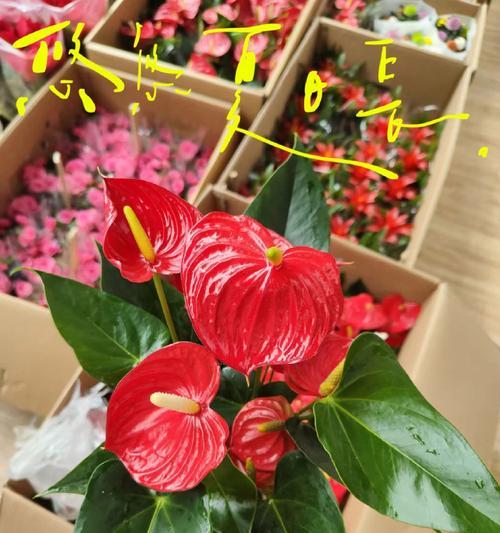 棉绸红色的花语是什么？它们代表了什么？