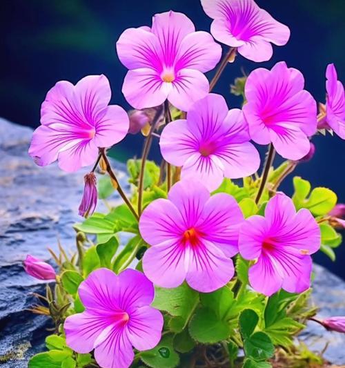 七朵黄色的花代表什么意义？