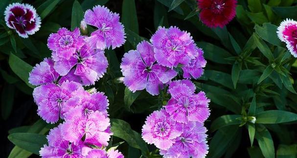 皇室颜色的花象征什么？有哪些花属于皇室颜色？