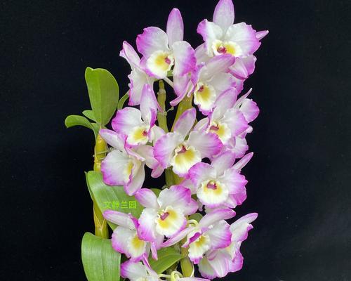 皇室颜色的花象征什么？有哪些花属于皇室颜色？