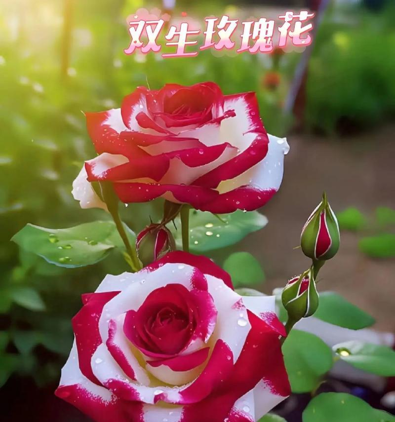 鬼节送四十朵玫瑰花有何含义？它的寓意是什么？