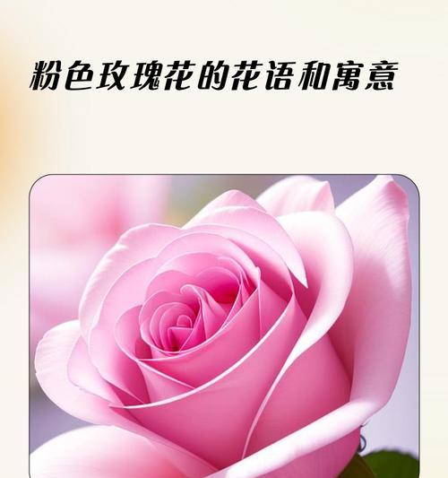 鬼节送四十朵玫瑰花有何含义？它的寓意是什么？