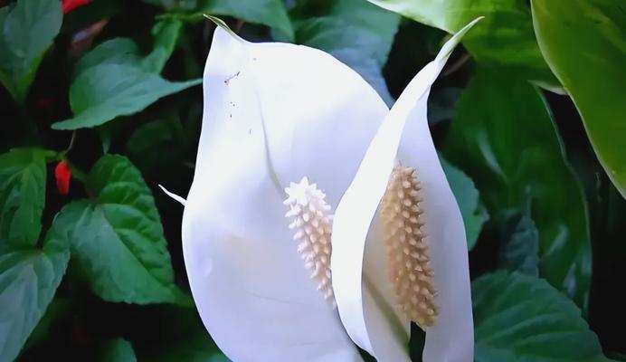 白色花卉中哪些寓意吉祥？白色花朵的吉祥寓意是什么？