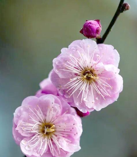 哪种花象征富贵和好运？