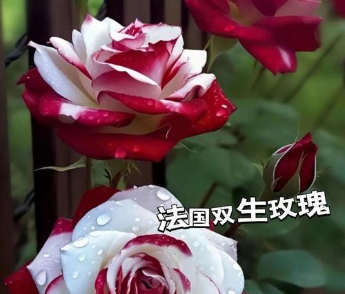 情人节强势花语有哪些？如何用花语表达强烈情感？