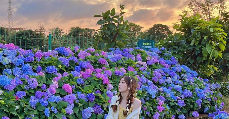 和平精英花语情节是什么？游戏中的花语有何寓意？