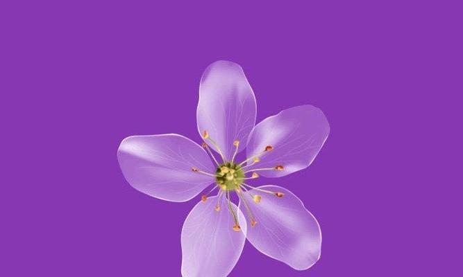 和平精英花语情节是什么？游戏中的花语有何寓意？