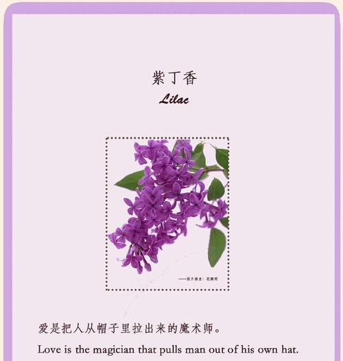 白色花的专属花语是什么？白色花代表了哪些意义？
