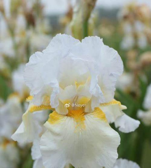 白色花的专属花语是什么？白色花代表了哪些意义？