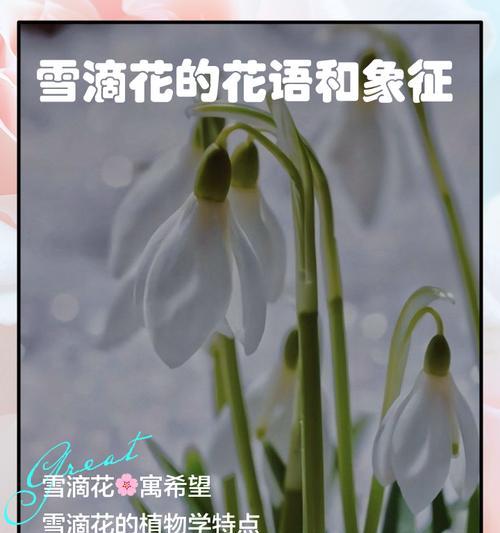 白色花的专属花语是什么？白色花代表了哪些意义？