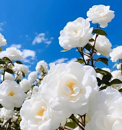 白色餐巾花代表什么？它的寓意是什么？