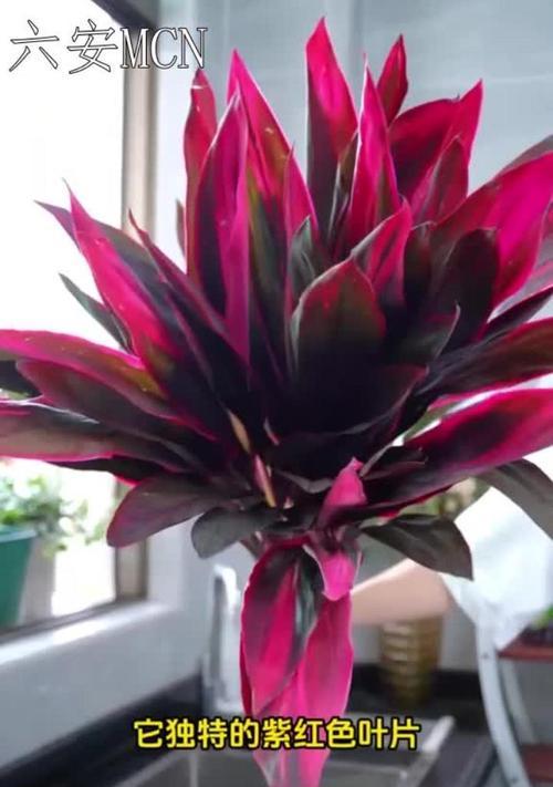 紫红色花象征什么？紫红色花的含义是什么？