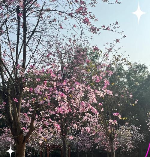 紫红色花象征什么？紫红色花的含义是什么？