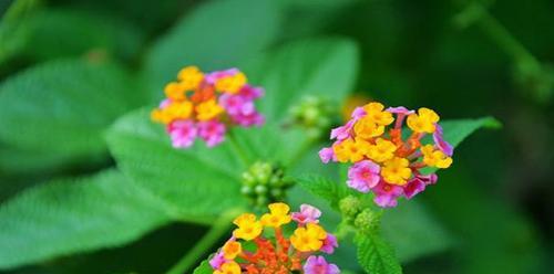 五色花代表什么？五色花的花语是什么？