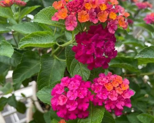 五色花代表什么？五色花的花语是什么？