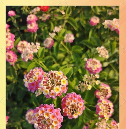 五色花代表什么？五色花的花语是什么？