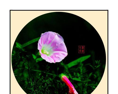 黑色打破碗花的寓意是什么？它有什么特别的含义吗？
