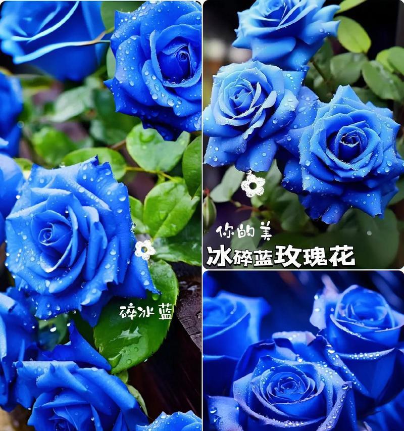 象征爱情的花是什么意思？这些花如何表达爱意？