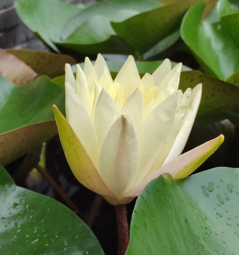 哪种花代表岁岁平安？