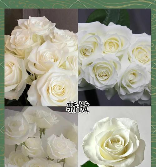 送白色花的寓意是什么？白色花的花语有哪些？