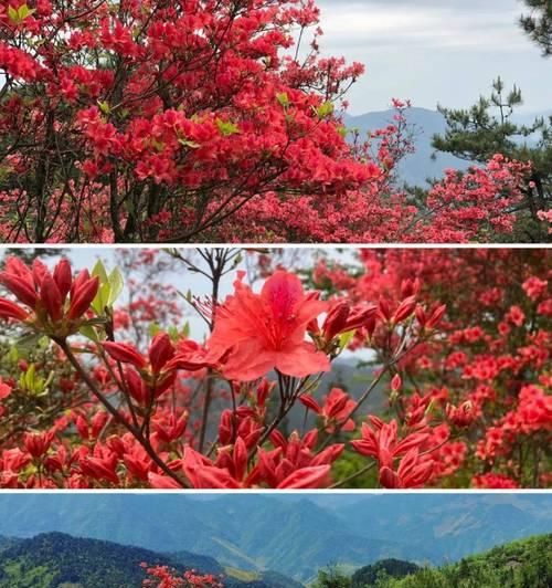 红色的杜鹃花代表什么？