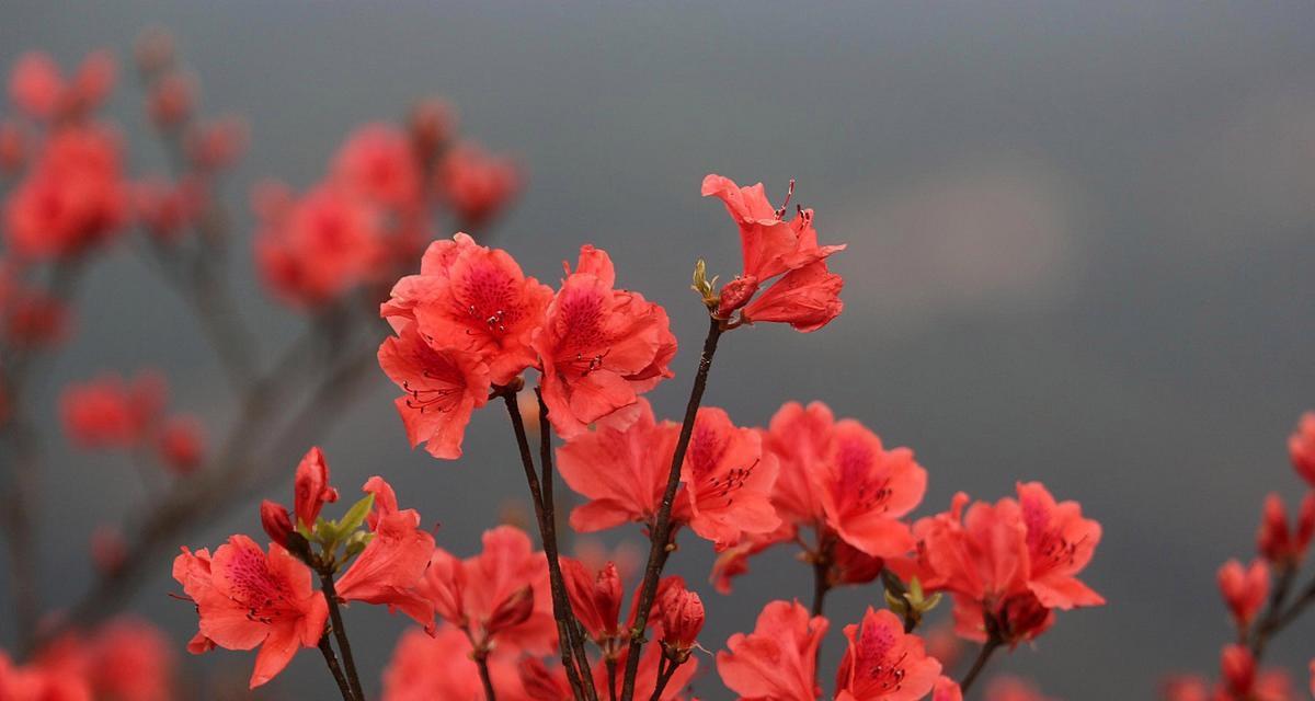 红色的杜鹃花代表什么？