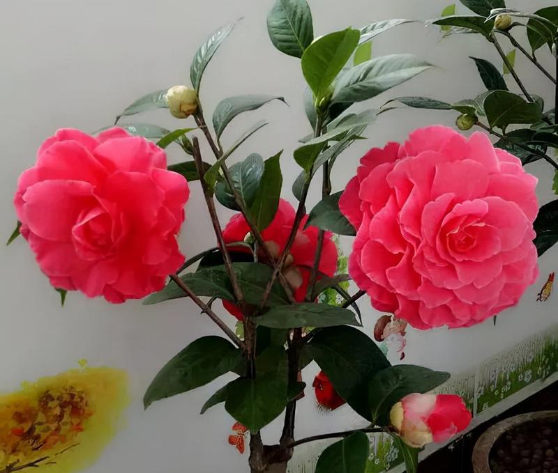 哪种花寓意着喜欢和快乐？