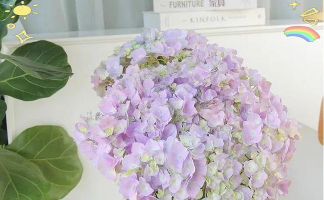 教师节送什么花寓意美好？