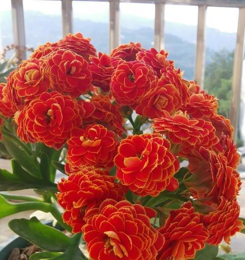 哪种花象征好运和发财？