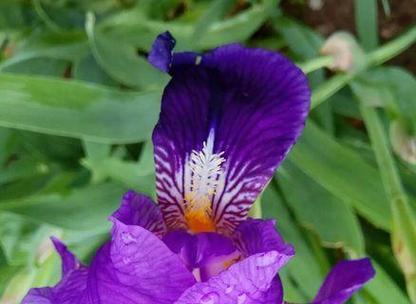 紫色栀子花有何寓意和象征？
