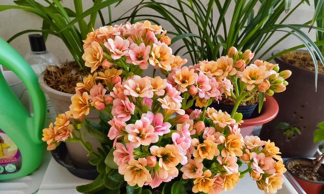 香槟色的花象征着什么？它的寓意是什么？